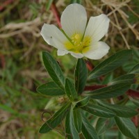 Ludwigia adscendens (L.) H.Hara